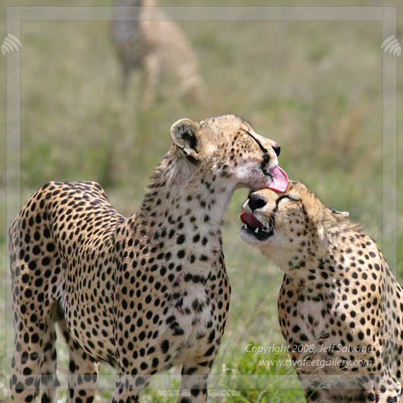 Cheetahs Shower Time<BR>Ndutu, Tanzania