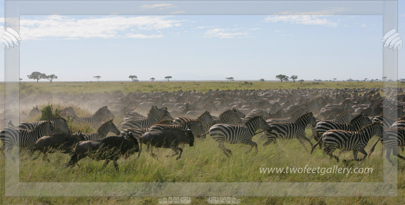 All out Migration<BR>Serengeti, Tanzania