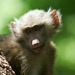 Sole Monkey<BR>Lake Manyara, Tanzania
