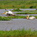 Pelicans by the Lake<BR>Lake Manyara, Tanzania