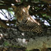 Rare Puma Treat<BR>Serengeti, Tanzania