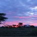 Sunrise in the Serengeti<BR>Serengeti, Tanzania