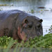 Not so Friendly Hippo<<BR>Ngorongoro Crater, Tanzania