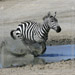 Sole Charging Zebra<BR>Serengeti, Tanzania