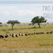Migration of the Wildebeests<BR>Serengeti, Tanzania