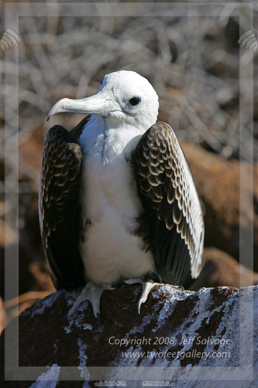 Young Albatross<BR>North Seymour, Galapagos Islands