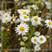 Endless Field of Daisies<BR>Torres del Paine Trek - Patagonia, Chile