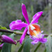 Wild Orchids on the Trail<BR>Inca Trail Trek, Peru