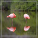 Lost Flamingos<BR>Rabido, Galapagos Islands