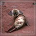 Sole Seal<BR>Rabido, Galapagos Islands