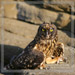 Owl in the Day II<BR>Santiago, Galapagos Islands