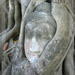 Fallen Head of a Buddha in Banyan Vines